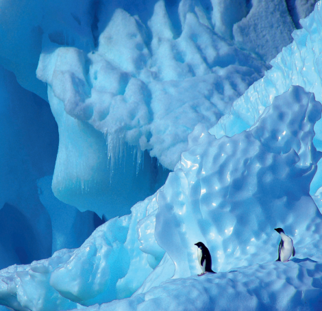 penguin