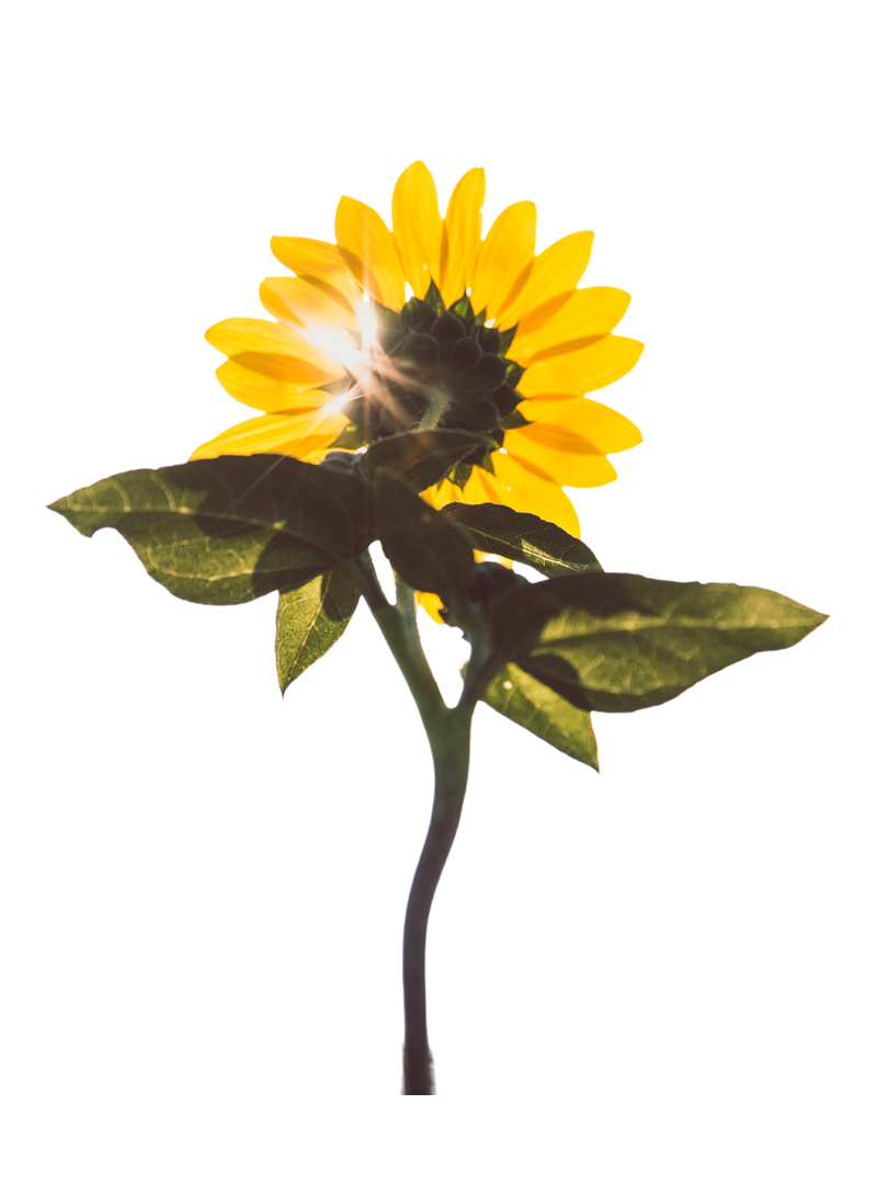SUNFLOWER-(1)-900